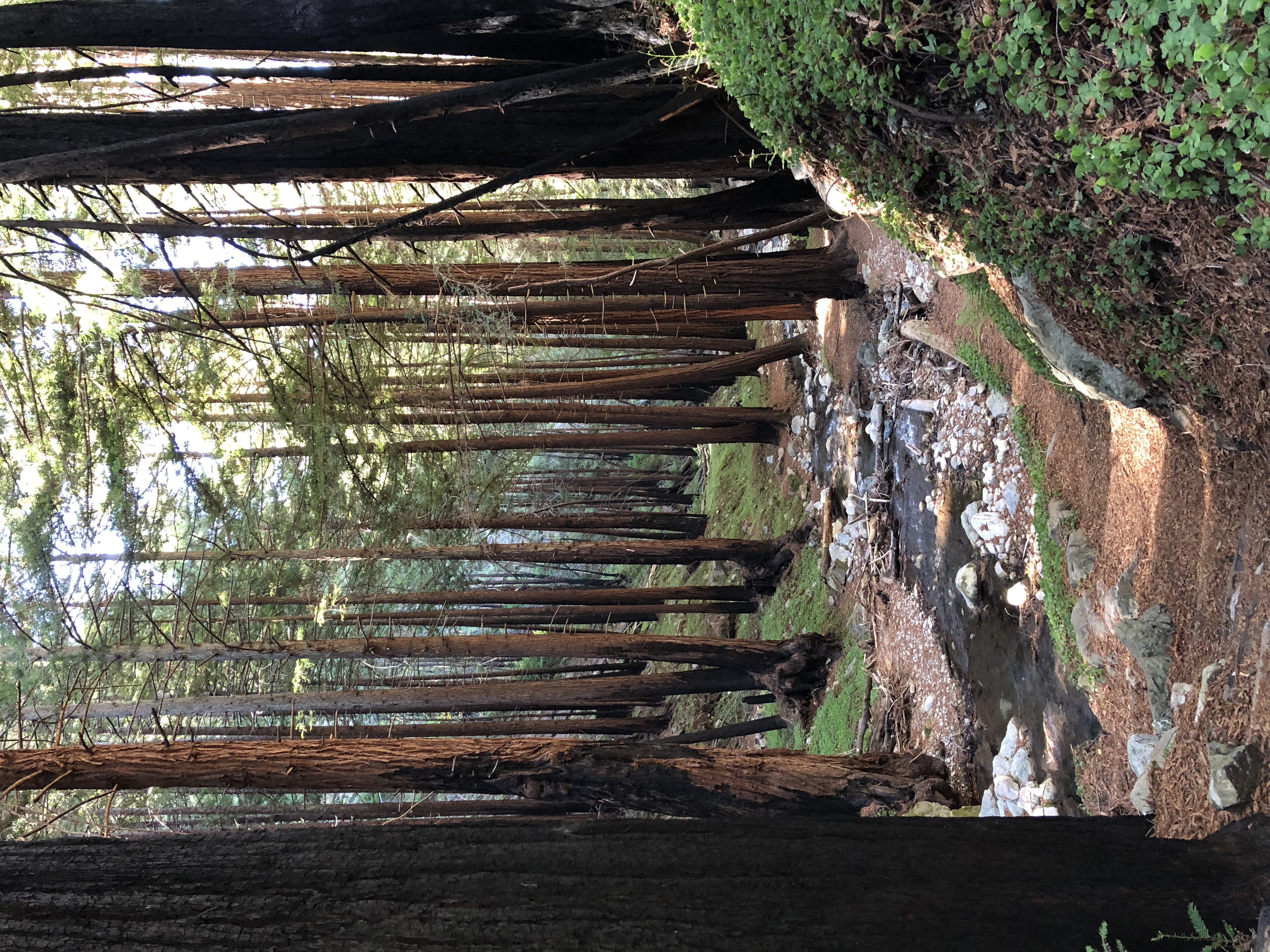 One of the many gorgeous redwood grottos in Big Sur